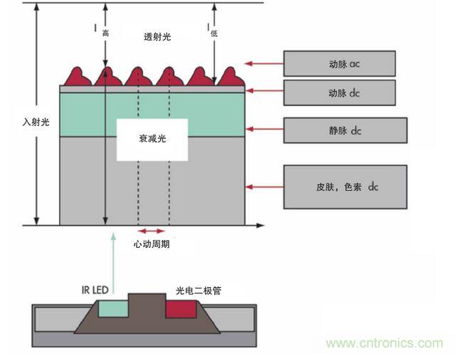 可以用發(fā)光二極管 （LED） 來照亮皮膚，然后測量反射到一個(gè)光電二極管的光量來監(jiān)測每個(gè)心動(dòng)周期