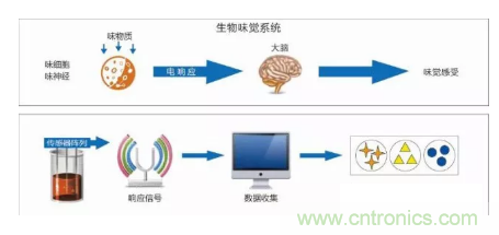 仿生傳感器的定義、原理、分類及應(yīng)用