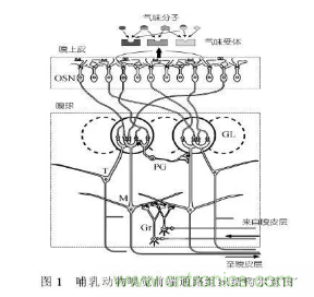 仿生傳感器的定義、原理、分類及應(yīng)用